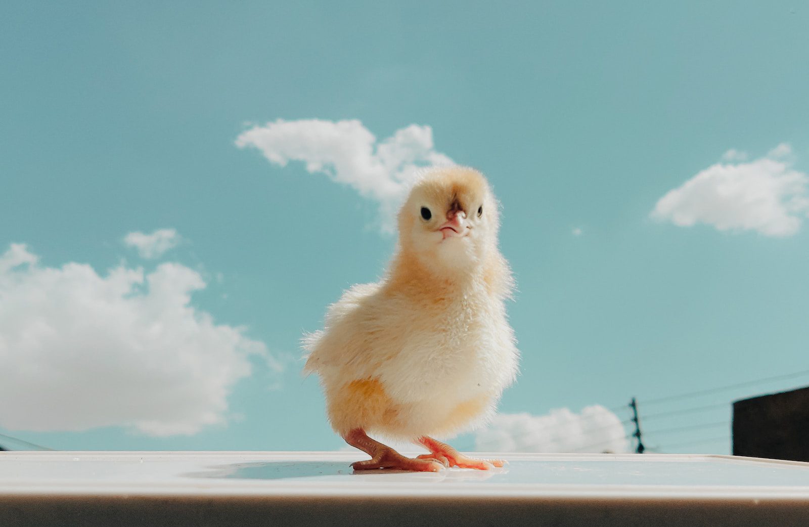 a small chicken standing on top of a roof