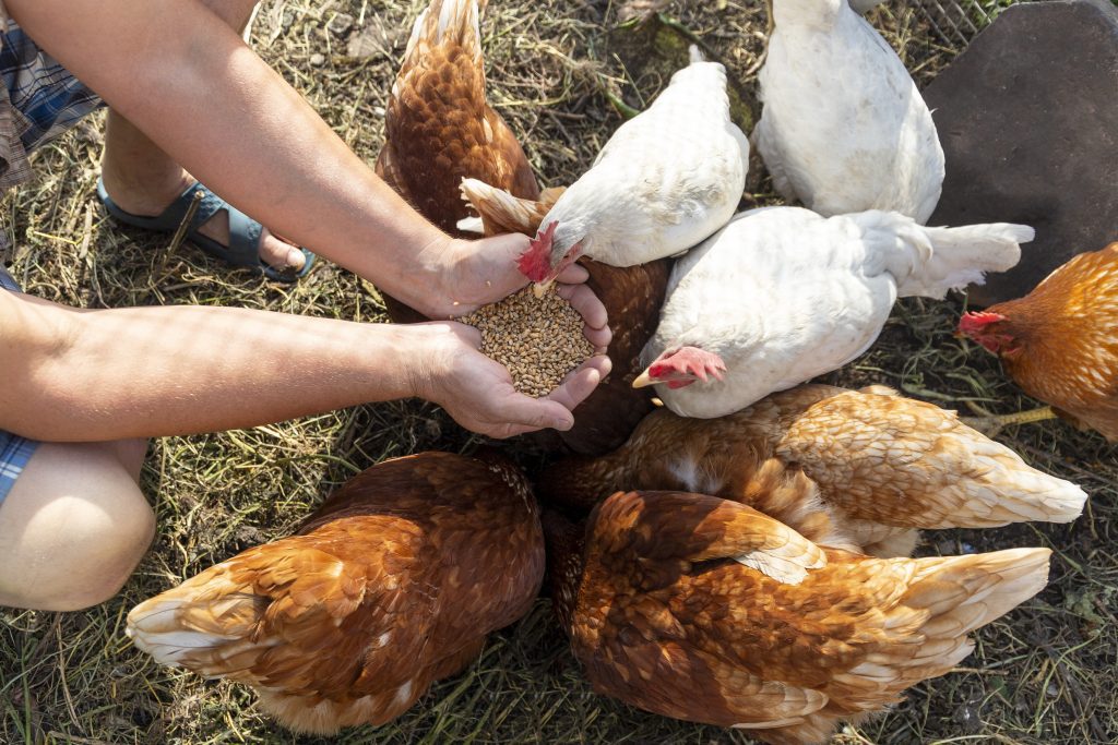 Homme tenant des grains dans sa main pour nourrir des poules dans un poulailler.